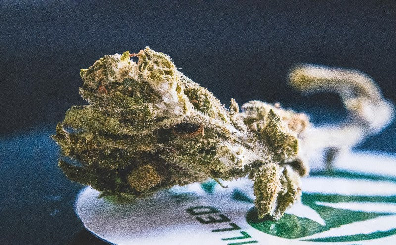 Notas Verdes: El Soundtrack de la Hierba